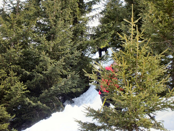 Mont Charvin 77.jpg - On coupe � travers la for�t...